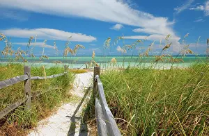 State Park Prints: Sea oats (Uniola paniculata) growing by beach, Bahia Honda State Park, Florida keys, USA