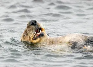 Animal Mouth Prints: Sea otter (Enhydra lutris) with a piece of shellfish in its mouth