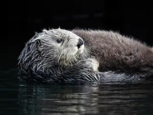 Soft Prints: A sea otter floats on its back in dark water
