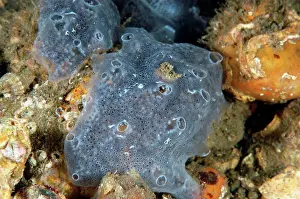 Coast Prints: Sea-squirt (Diplosoma listerianum) adult colony, Durlston, Dorset, England, june