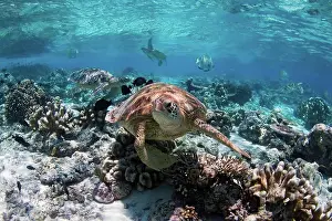 Green Turtle Prints: Sea Turtles Swimming Over Reef