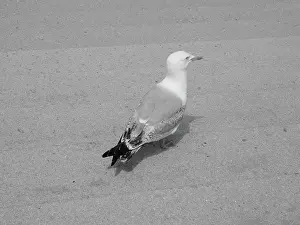Animal Prints: Seagull bird animal Gull seabird aka Seagull or Mew bird animal in black and white Copyright: xZoonar