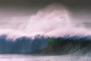 Seagull Prints: A seagull flying through spray blown off a large wave by strong offshore wind at Fistral Bay in Newquay in Cornwall