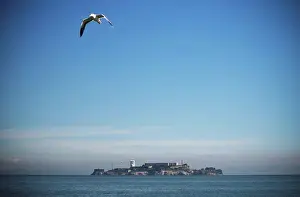 Spread Wings Prints: A seagull takes flight over San Francisco bay with Alcatraz Island in the background; San Francisco