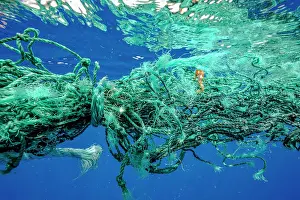 Chordate Prints: Seahorse (Hippocampus) camouflaged within a ghost fishing nets