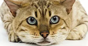 Looks Into The Camera Prints: Seal Mink Tabby Bengale Male Domestic Cat against White Background