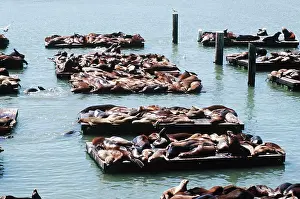 Carnivorous Prints: Seals basking, Pier 39, San Francisco, California, USA