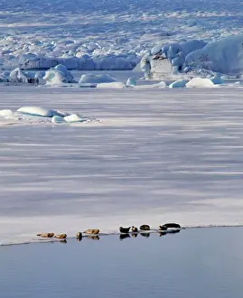 Glacier Prints: Seals Jokulsarlon Glacier Iceland