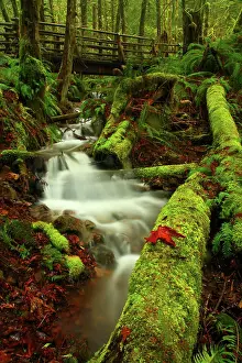 Unitedstates Prints: Seasonal Creek Flows Through a Mossy Scene With A Hiking Bridge in Wallace Falls State Park in Washington