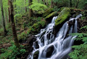 Tranquillity Prints: A seasonal waterfall surging with spring runoff through rich spring foliage