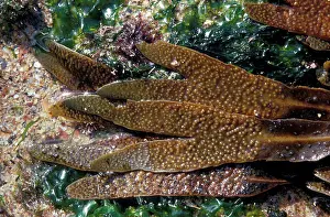 Seaweed Prints: Seaweed - Wrack Toothed (Fucus serratus) close-up, showing conceptacles & ecto-carpoid