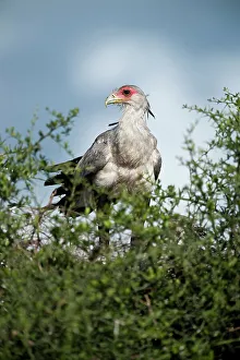 Perch Prints: Secretary Bird (Sagittatius serpentarius) at nest on Acacia