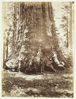 Section of the Grizzly Giant with Galen Clark
