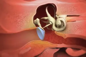 Hearing Prints: A sectional view of the human head revealing the anatomy of the ear canal and inner ear anatomy