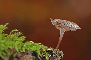 Hessia Prints: Seeded tintling (Coprinus disseminatus) in Wiesbaden, Hesse, Germany, Europe
