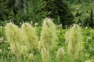 Vegetation Prints: Seedheads of White Pasqueflower or Western Anemone or Towhead babies (Pulsatilla occidentalis)