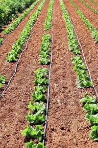 Soil Prints: Seedlings growing in rows in the soil in a field