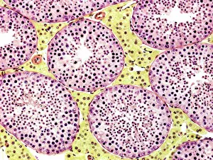 Reproduction Prints: Seminiferous tubules. Coloured light micrograph of a section through the testis