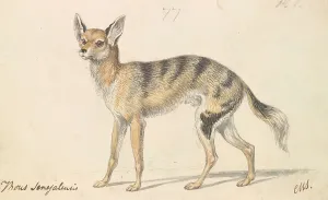 Black Ink Prints: Senegalese Wolf Grey Jackal Charles Hamilton Smith
