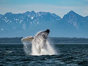 Juneau Prints: Sequence 2, Breaching Whale, Humpback Whale (Megaptera novaeangliae) jumps above the water in Icy Strait
