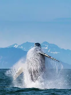 Animal Wildlife Prints: Sequence 3, Breaching Whale, Humpback Whale (Megaptera novaeangliae) jumps above the water in Icy Strait