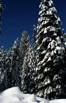 Non Urban Prints: Sequoia National Park California USA