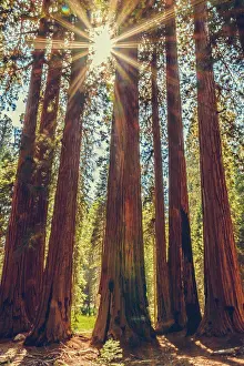 Giant Prints: Sequoia National Park in California, USA