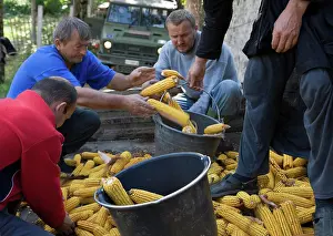Bucket Prints: Serbian monks and Serb refugees harvest corn at the Visoki Decani Monastery