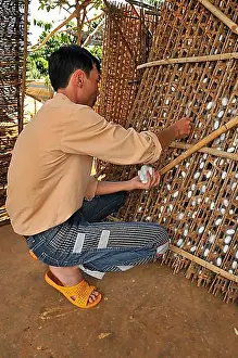 Produce Prints: Sericulture, silk farming, silk cocoons are being harvested by a man by hand