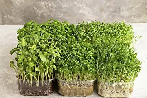Containers Prints: Set of boxes with microgreen sprouts of green basil