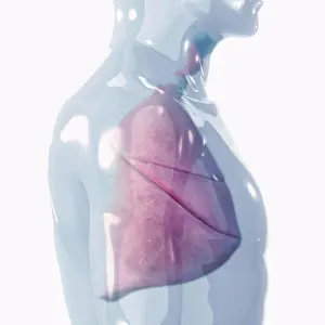 Anatomy Prints: A set of lungs inside a transparent human model