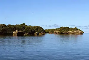 Oceans Prints: Seychelles, Aldabra Island, World'S Largest Atoll, Inside Atoll, Mangroves