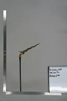Shadow Puppet (Wayang Kulit) of Keris, from the set KyaiDrajat