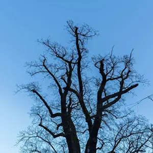 Dreams Prints: shadow tree in front of blue sky picture of a tree - could used as background or texture Copyright: xZoonar