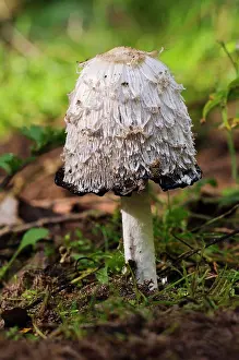 Fungi Prints: Shaggy Ink Cap (Coprinus comatus) fruiting body