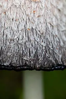 Focus On Foreground Prints: Shaggy Inkcap (Coprinus comatus), extreme close-up
