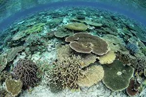 Biodiversity Prints: A shallow coral reef thrives in Wakatobi National Park, Indonesia