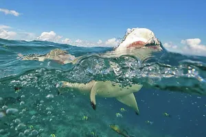 Dangerous Prints: Shark attack of Blacktip Reef Shark (Carcharhinus melanopterus)