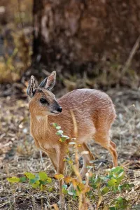 Africa Safari Prints: Sharpe's or Northern Grysbok (Raphicerus sharpei) near Punda Maria Camp