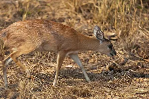 Africa Safari Prints: Sharpe's or Northern Grysbok (Raphicerus sharpei) near Punda Maria Camp