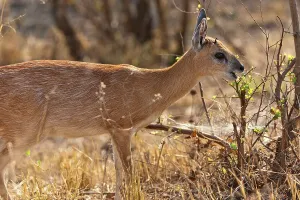 Africa Safari Prints: Sharpe's or Northern Grysbok (Raphicerus sharpei) near Punda Maria Camp