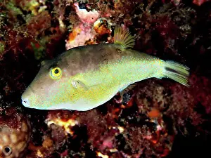 Toxic Prints: Sharphead pufferfish (Canthigaster rostrata)