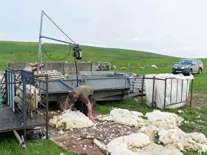 Herd Prints: Shearing Shetland sheep in a paddock