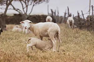 Pasture Prints: Sheep with baby in a field