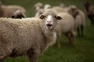 Herd Prints: Sheep bleat in a meadow in Villaluenga del Rosario
