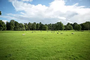 Cheshire Prints: Sheep on the English Countryside, Cheshire UK