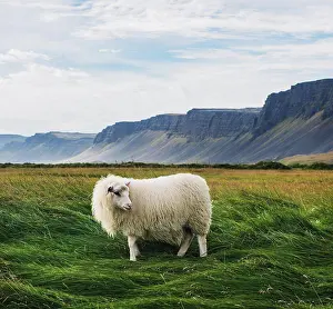 Farm Prints: Sheep in the field in Raudisandur