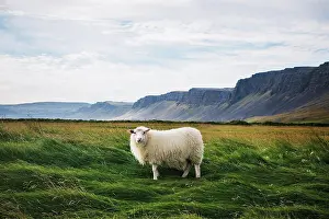 Farm Prints: Sheep in the field in Raudisandur