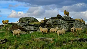 South Island Prints: Sheep gathering at the top of a mountain in New Zealand