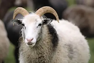 Shapes Prints: Sheep from Gotland, Sweden